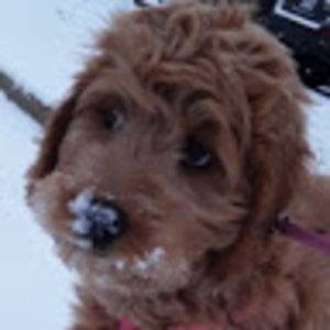 Meet your Posher, Gianni